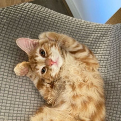 Klaus Xenos - Domestic Medium Hair (DMH) Cat