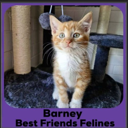 Barney  - Domestic Short Hair (DSH) Cat
