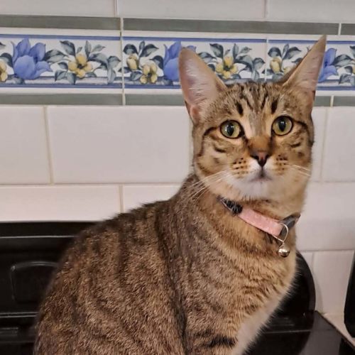 Claudia - Domestic Short Hair (DSH) Cat