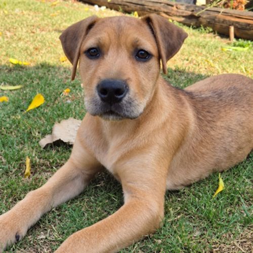Tarzan - Irish Wolfhound Dog