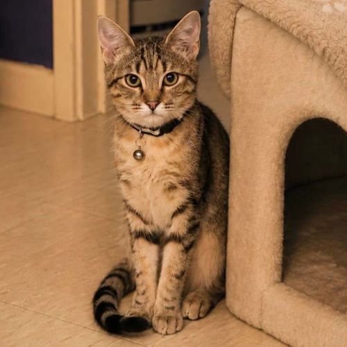 14050 – Koda - Domestic Short Hair (DSH) Cat