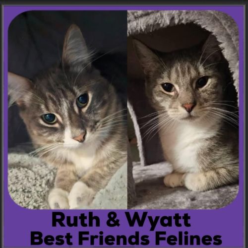 Ruth and Wyatt  - Domestic Short Hair (DSH) Cat