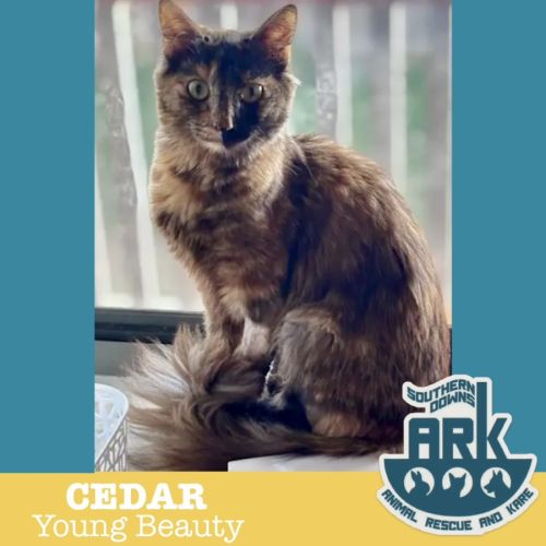 Cedar - Domestic Short Hair (DSH) Cat