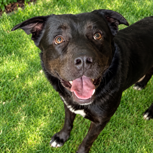 Beau - Border Collie x Labrador Retriever Dog