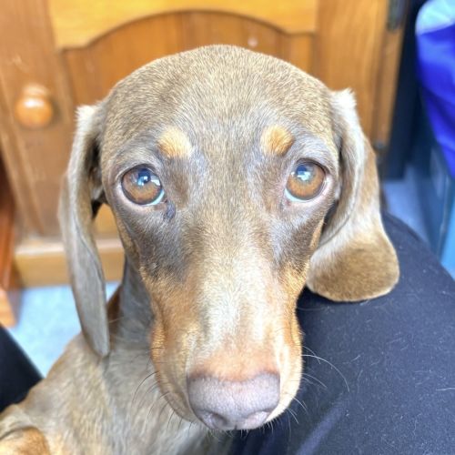 Winnie - Dachshund Dog