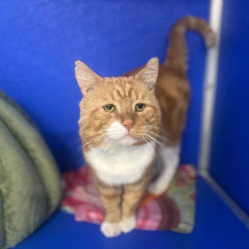 Mr Nacho  - Domestic Medium Hair Cat