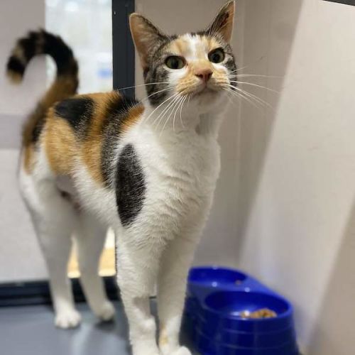 Nala - Domestic Short Hair (DSH) Cat