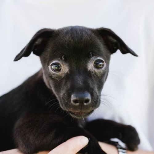 Onyx - Jack Russell Terrier Dog