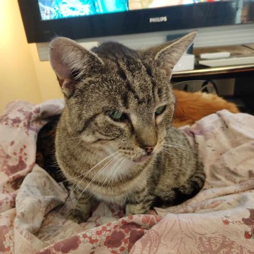 Moon - Domestic Short Hair Cat