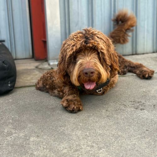 Milo - Newfoundland x Poodle Dog