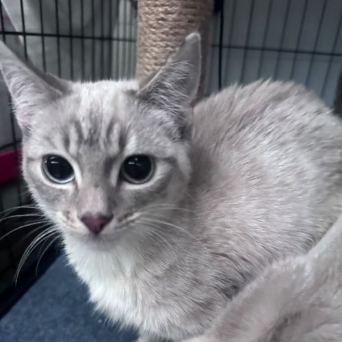 Barlow  - Ragdoll Cat