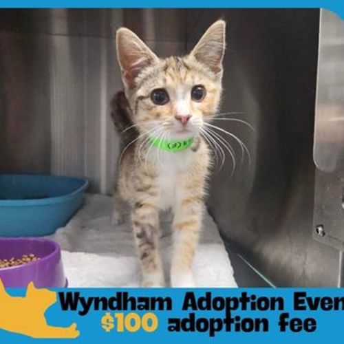 Coco - Domestic Short Hair Cat