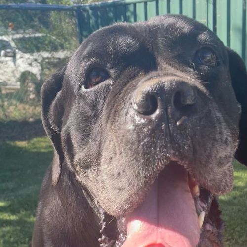 Bane - Cane Corso Dog