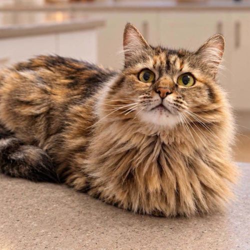 14290 - Molly - Domestic Medium Hair (DMH) Cat