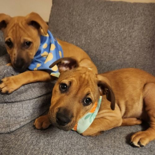 Savannah & Rosalie - Australian Kelpie Dog