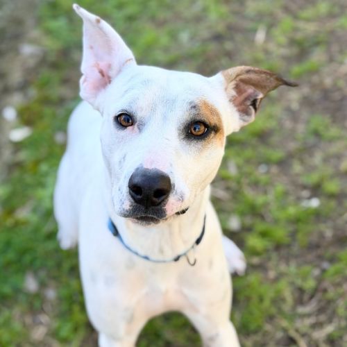 Boo - Staffordshire Bull Terrier Dog