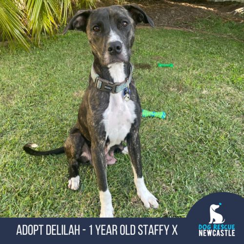 Delilah - 1 Year Old Staffy X - Staffordshire Bull Terrier Dog