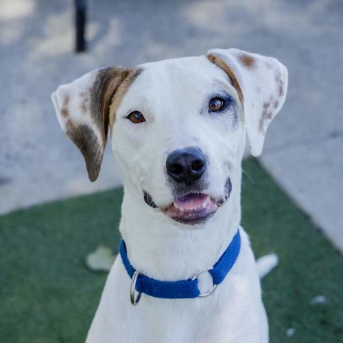 Kindred - German Shorthaired Pointer Dog