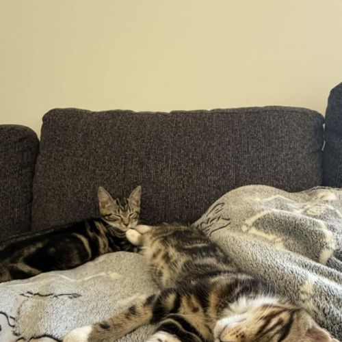 Tyrone & Miranda - Domestic Short Hair (DSH) Cat