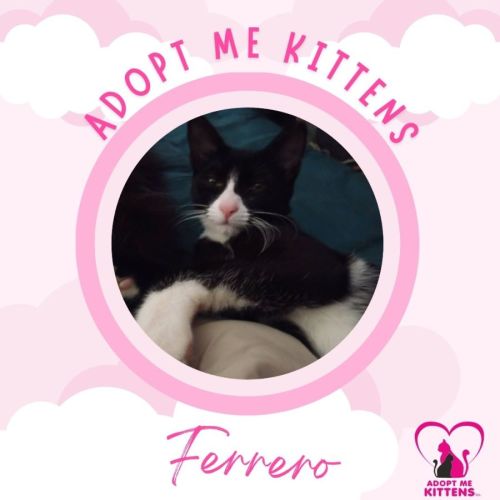Ferrero - Domestic Short Hair (DSH) Cat