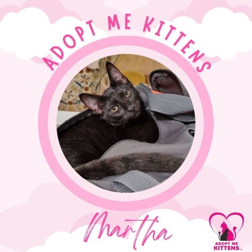 Martha - Domestic Short Hair (DSH) Cat