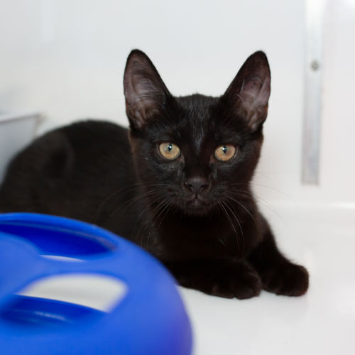 Polly  - Domestic Short Hair Cat