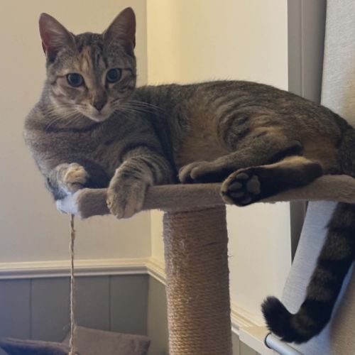 Anna - Domestic Short Hair (DSH) Cat