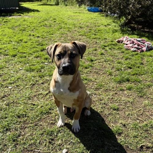 Major - Mastiff Dog