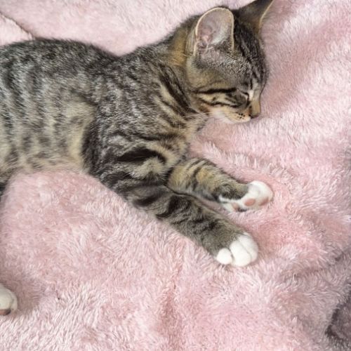 Marmalade  - Domestic Short Hair (DSH) Cat