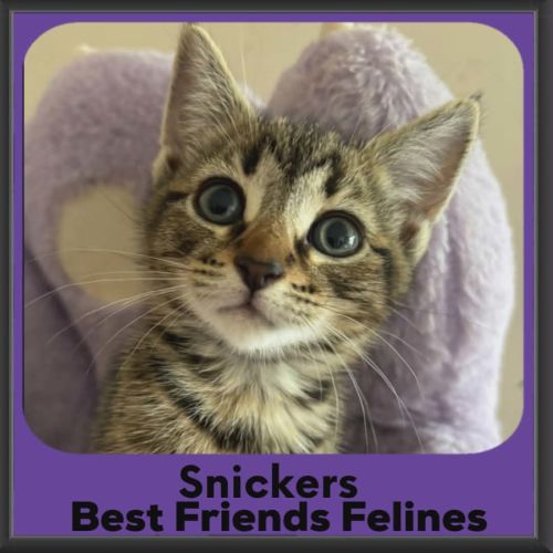 Snickers - Domestic Short Hair (DSH) Cat