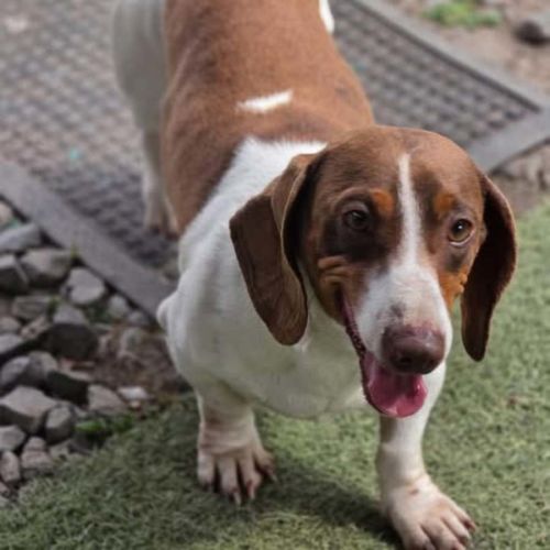 Dexter - Dachshund Dog