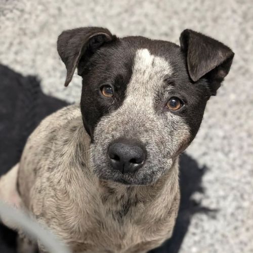 Shelby - Australian Cattle Dog