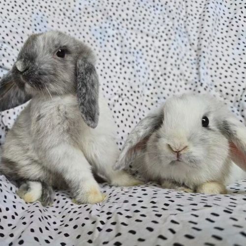 Pistachio & Truffle (Located Wantirna South)  - Lop Eared Rabbit