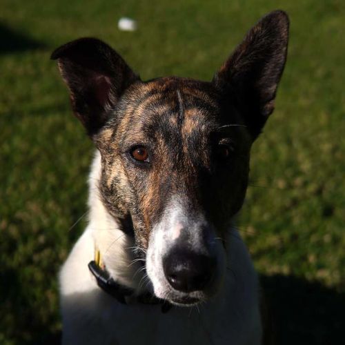 Mopsey - Collie (Rough) Dog