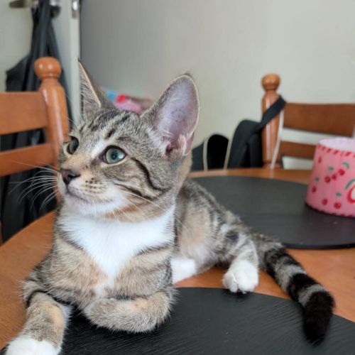 Little Man - Domestic Short Hair (DSH) Cat