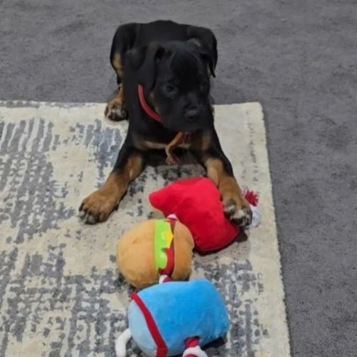 Peaches - Mastiff x Mixed breed Dog