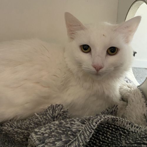Jelli-Cat - Domestic Short Hair Cat