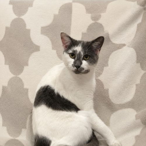Lucky - Domestic Short Hair (DSH) Cat