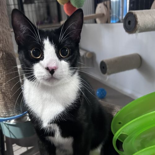 Colin - Domestic Short Hair (DSH) Cat