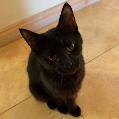 13942 - Sylvester - Domestic Short Hair (DSH) Cat