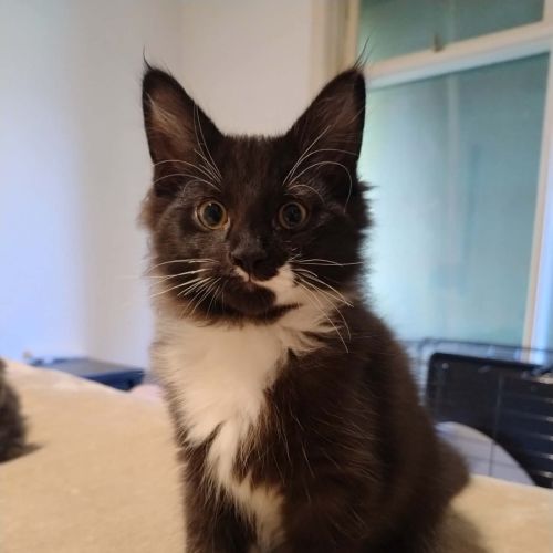 Barry - Domestic Medium Hair (DMH) Cat