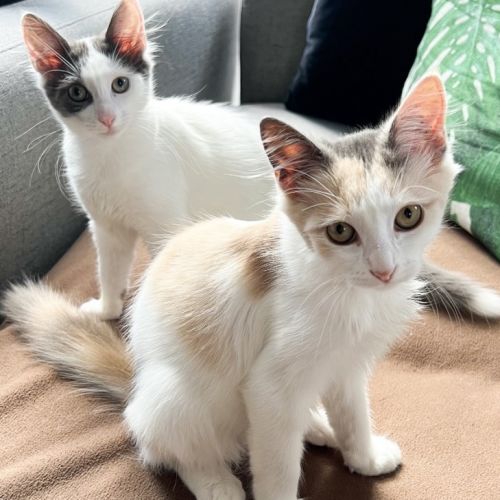 Maple & Misty  - Domestic Medium Hair (DMH) Cat