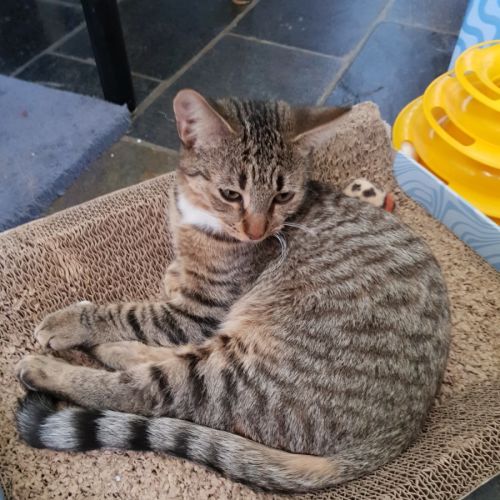 Nickolas  - Domestic Short Hair (DSH) Cat