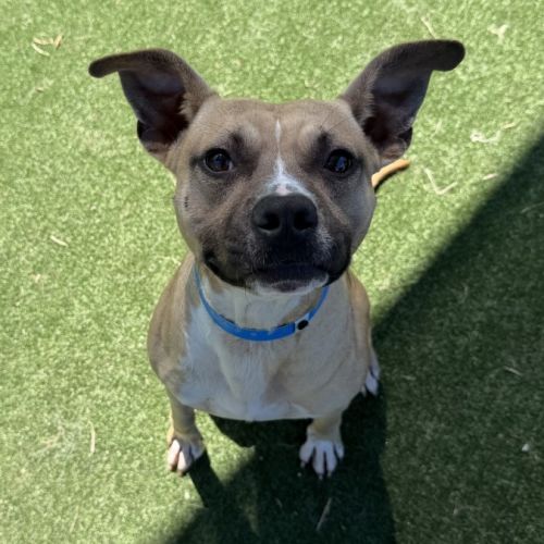 Toohey imp 349 - American Staffordshire Terrier Dog