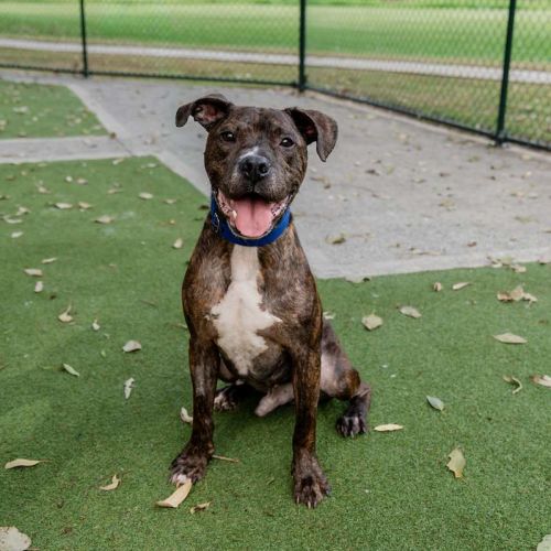 Brutus - American Staffordshire Terrier Dog