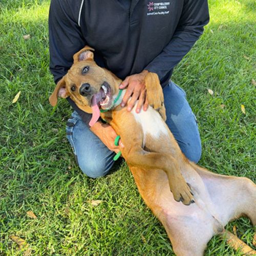Dudley - Mixed breed Dog