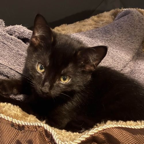 Phantom  - Domestic Short Hair (DSH) Cat