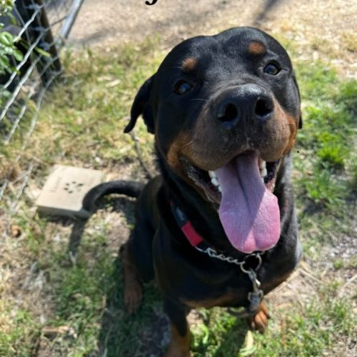 Joe Black - Rottweiler Dog