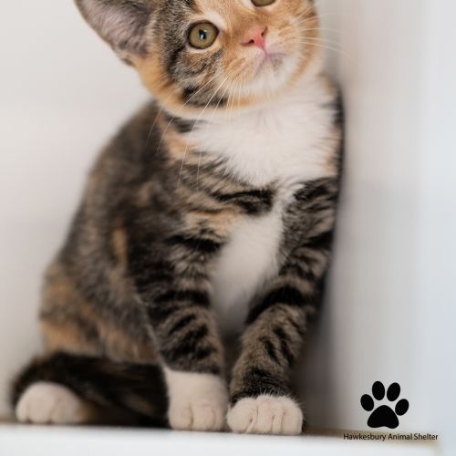 Wizzle  - Domestic Short Hair Cat