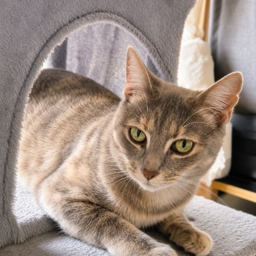 Luna - Domestic Short Hair (DSH) Cat